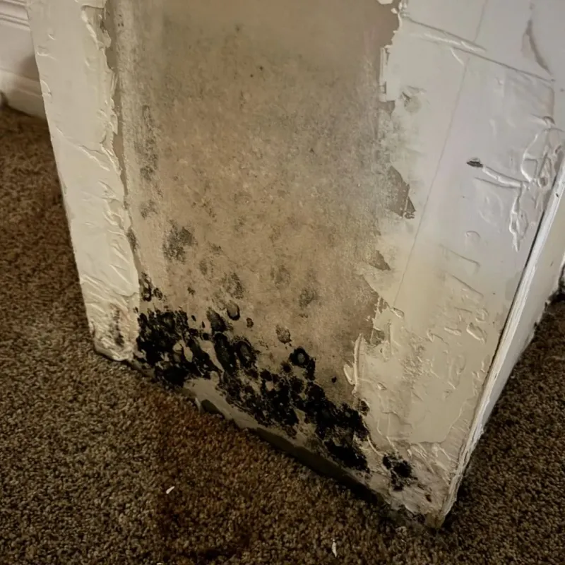 Professional Mold Removal in Fulton County, AR